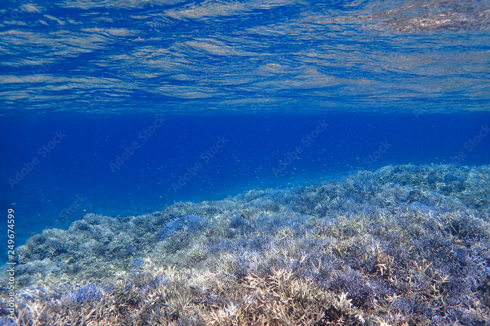 Fototapeta premium 水中 サンゴ礁の海