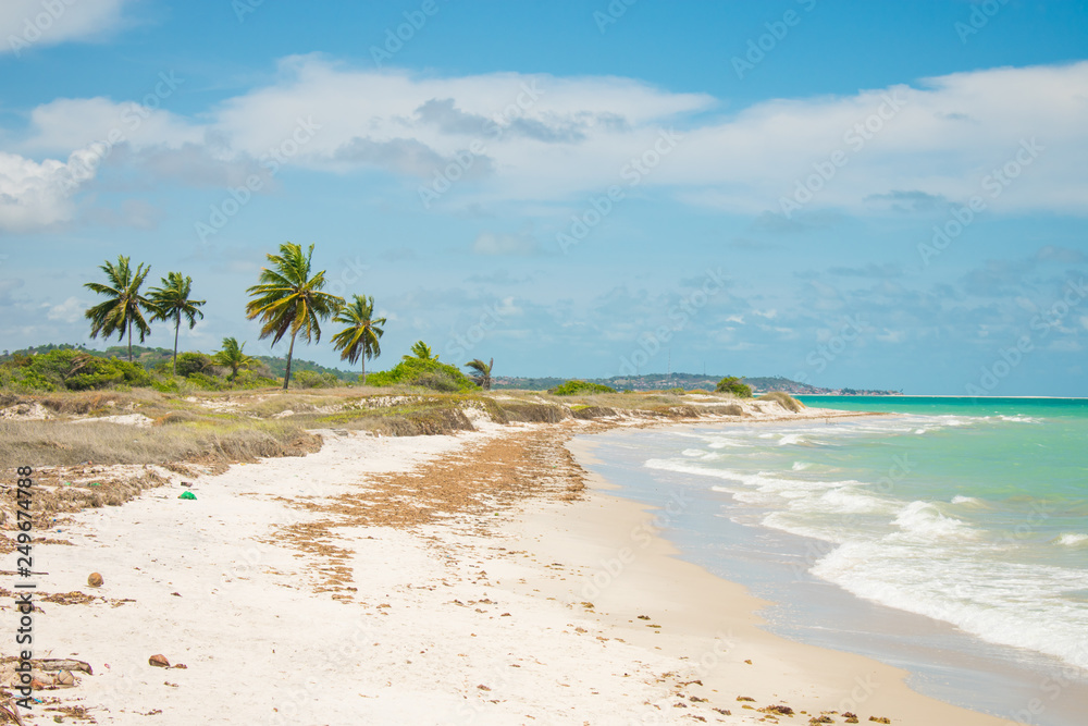 Coconut trees by the shore at Praia do Sossego (Sossego beach) on Itamaraca island (Pernambuco, Brazil)