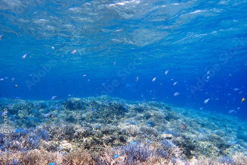 水中 サンゴ礁の海