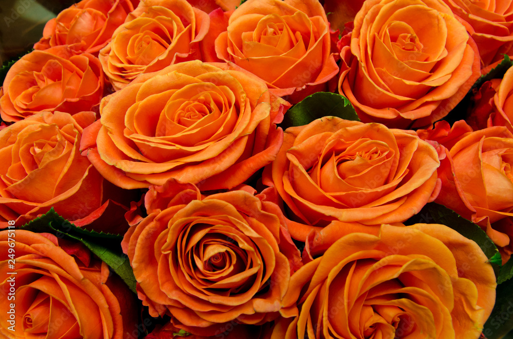 beautiful red roses, a lot of roses as a background beautiful red roses, a lot of roses as a background