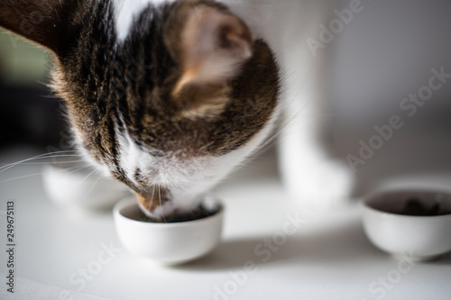 cat smells a drinking bowl of tea on white background