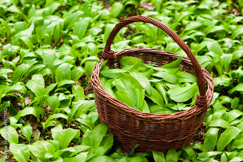 wild garlic harvesting basket on ramson field