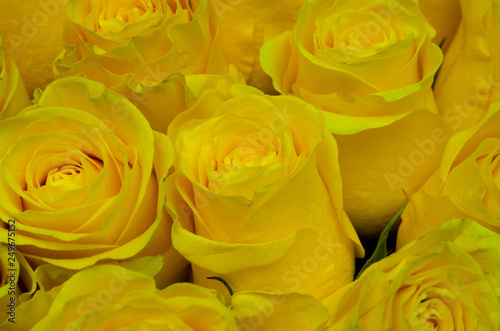 yellow roses as a background  a lot of roses