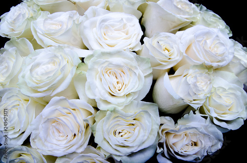 many white roses  white flowers background