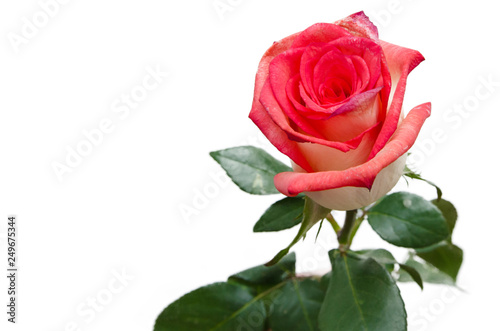 Fototapeta Naklejka Na Ścianę i Meble -  Rose flower isolated on white background