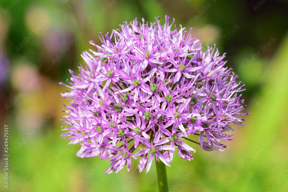 Allium.