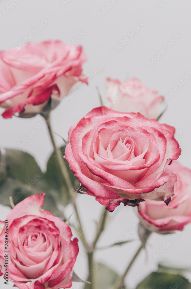 red shrub rose on a white background red shrub rose on a white background
