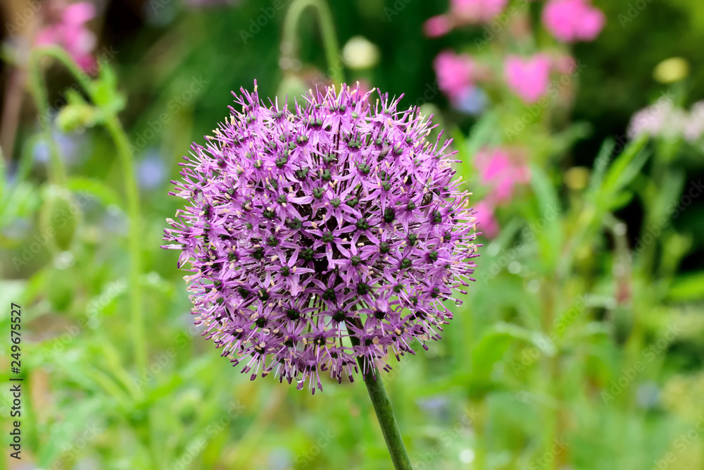 Allium. Allium.