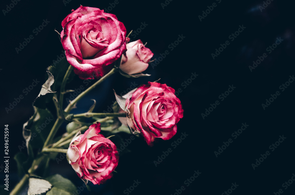Fototapeta premium beautiful red rose on a black background
