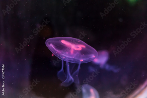 Moon jellyfish swimming in deep blue ocean