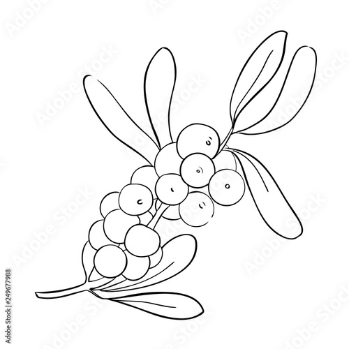 Branch of sea-buckthorn. Vector contour ilustration isolated on white background