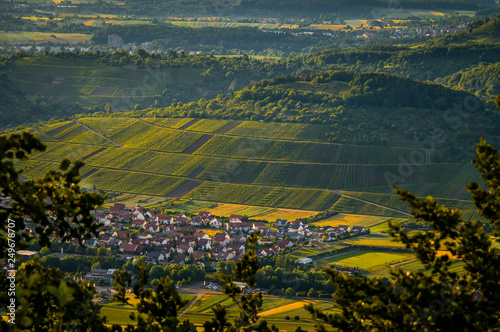 Weinberge von Metzingen zum Sonnenuntergang photo