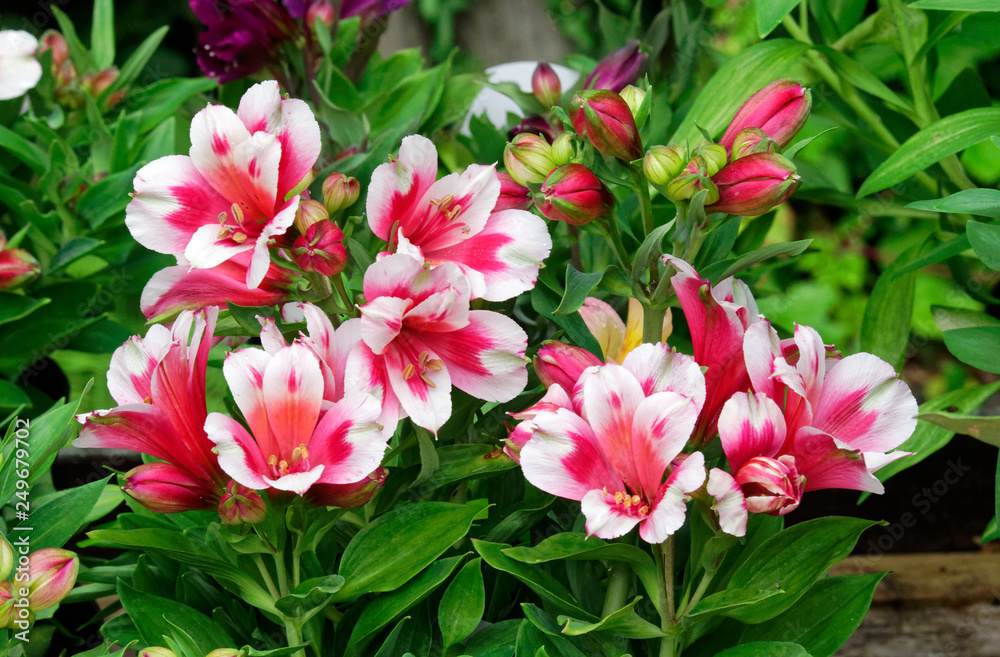 Alstromeria. Alstromeria.