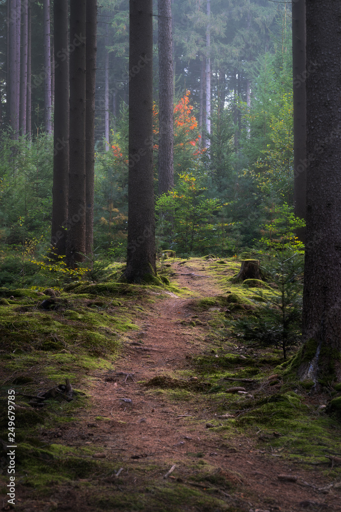 Fototapeta premium Weg durch den Schurwald im Nebel bei Schorndorf, Adelberg, Herrenbach Stausee