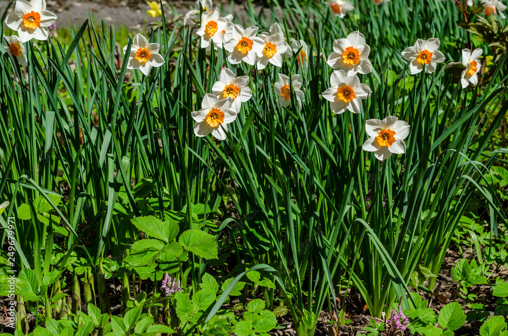 Spring primroses. Beautiful flowers close-up for backgrounds and cards. Yellow-white petals of plants. Colorful May flower meadow and lawn.