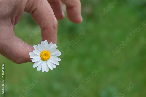 Beautiful daisy flower on the hand