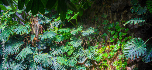 Mur tropical