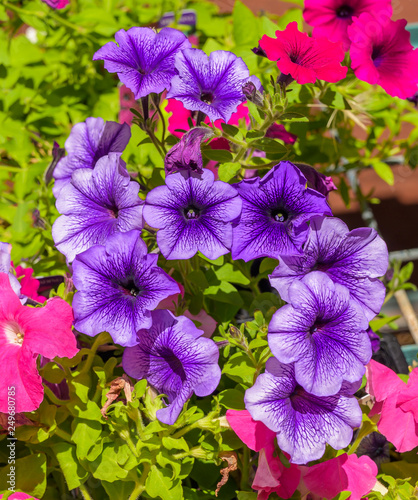 Mauve Daisy