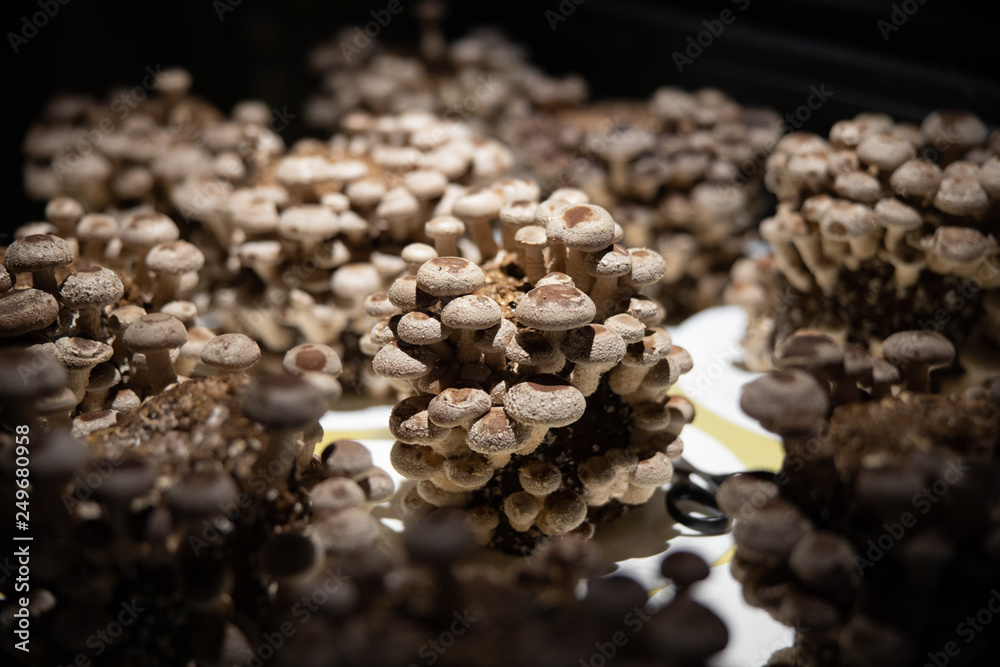 Obraz premium Tree mushroom dish