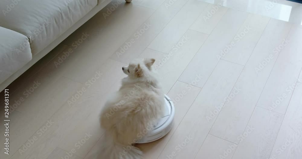 Pomeranian Dog sit on robotic vacuum cleaner slides across the room