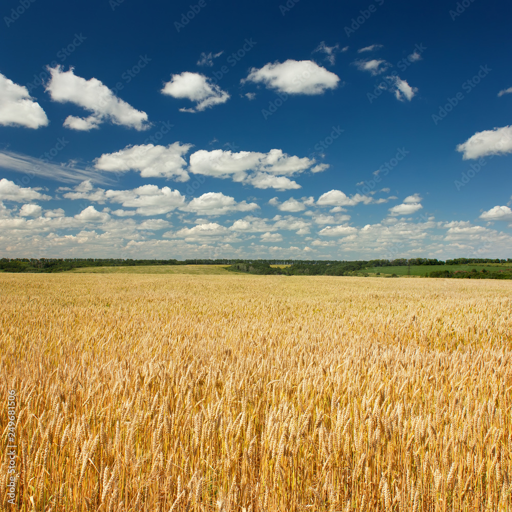 Naklejka premium Wheat field