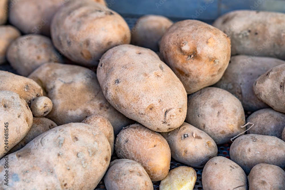 Fresh organic potatoes at the market, close up. Fresh organic potatoes at the market, close up.