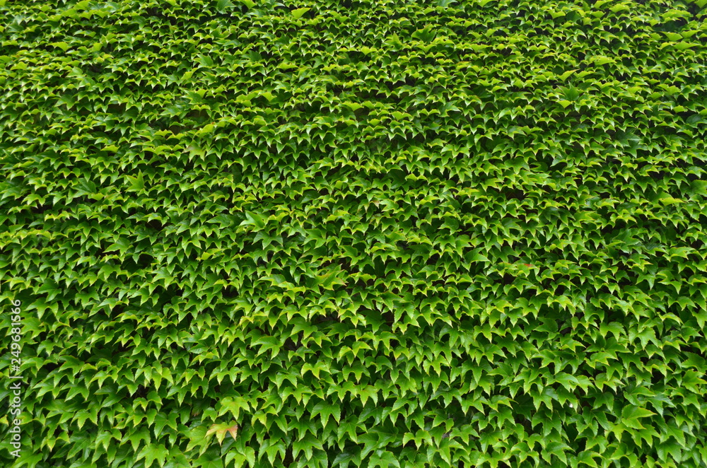Large wall covered with green leaves of five-finger plant, outdoor natural background - obrazy, fototapety, plakaty 