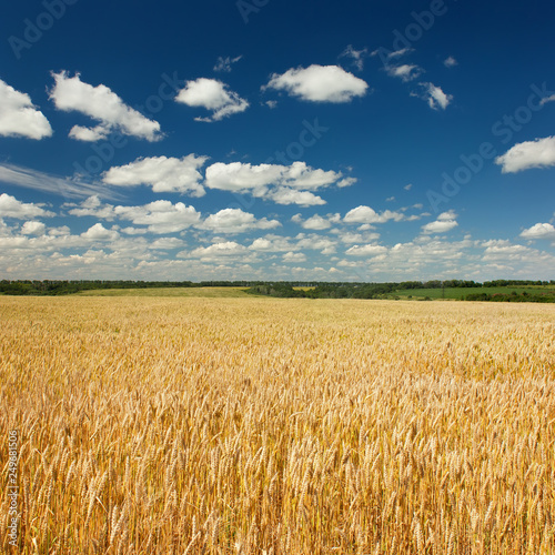 Wheat field