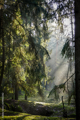 Sun rays in the spring forest