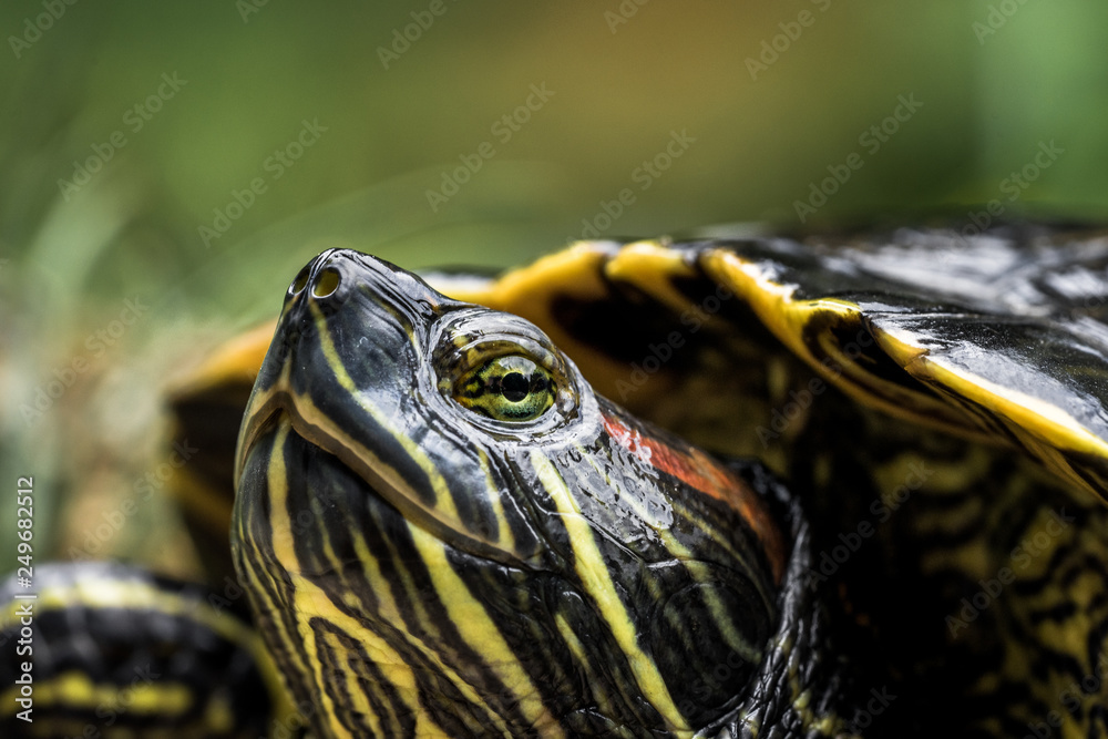 Schildkröte in Nahaufnahme