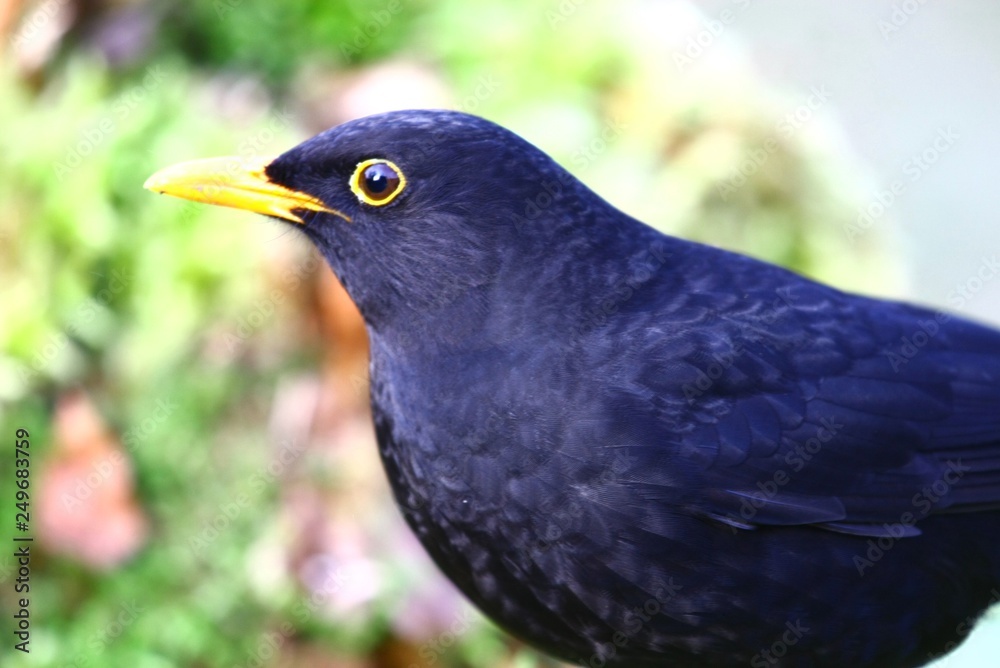 Amsel Hahn