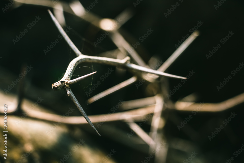Vachellia nilotica (commonly known as gum arabic tree, babul, thorn