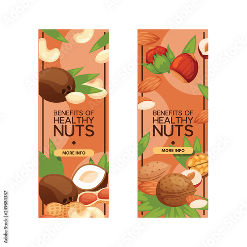 Nut vector nutshell of hazelnut walnut and almond nuts set backdrop organic food nutrition with cashew peanut and chestnuts nutmeg illustration background banner