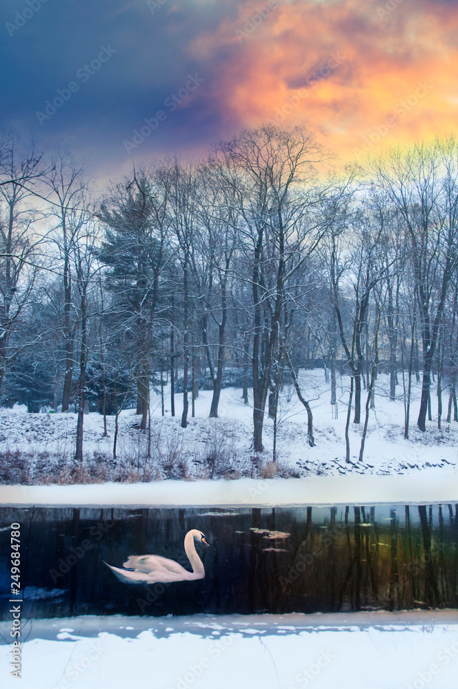 romantic winter landscape with snow, trees, river and swam in sunset sunrise time romantic winter landscape with snow, trees, river and swam in sunset sunrise time