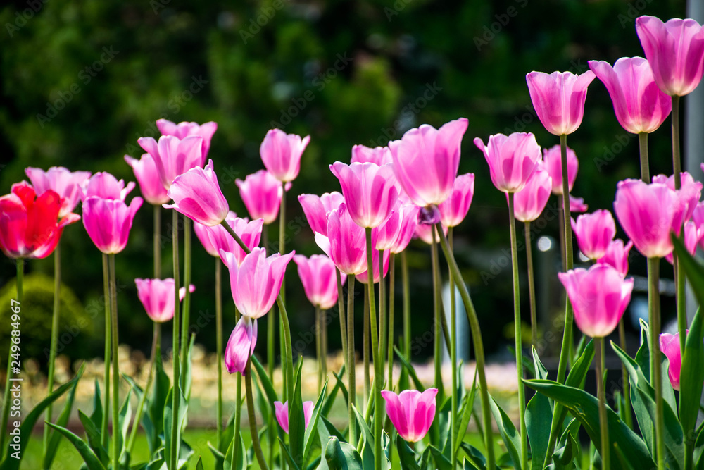 tulips in the garden tulips in the garden