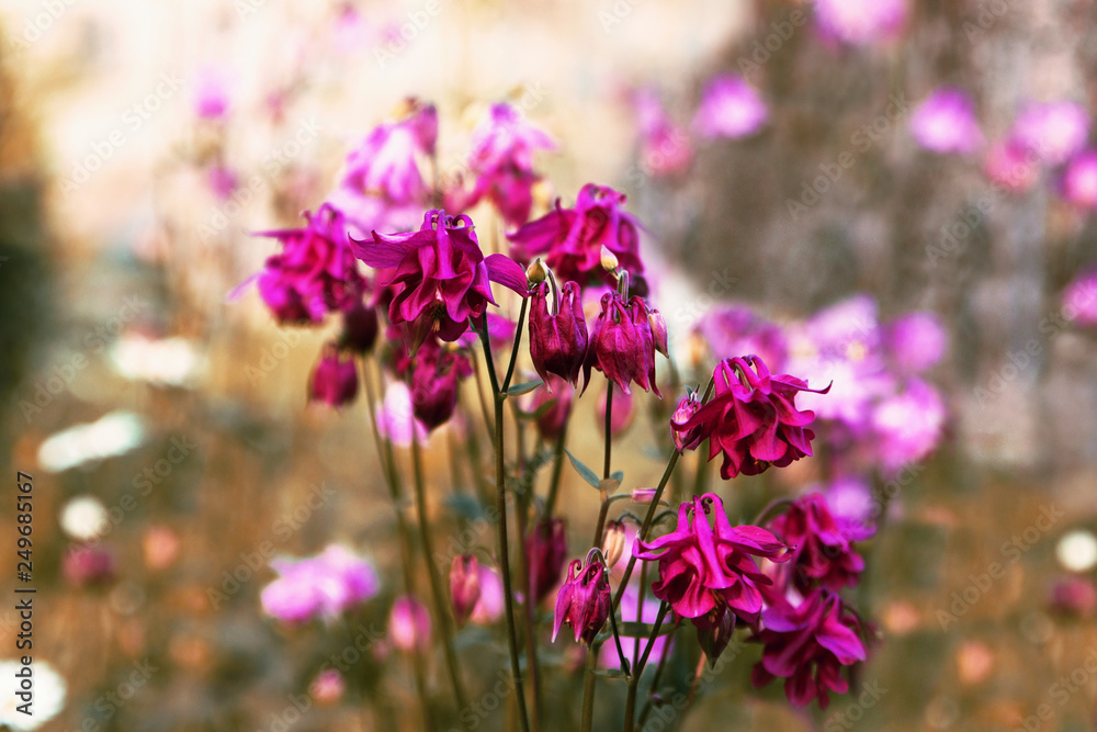 Fototapeta premium Purple and pink Columbine (Aquilegia) flowers.