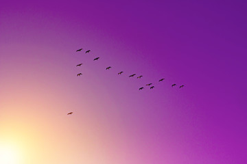 Acrylglasbilder Pflaumen Vogelschwarm im goldenen Sonnenlicht  © sergofan2015