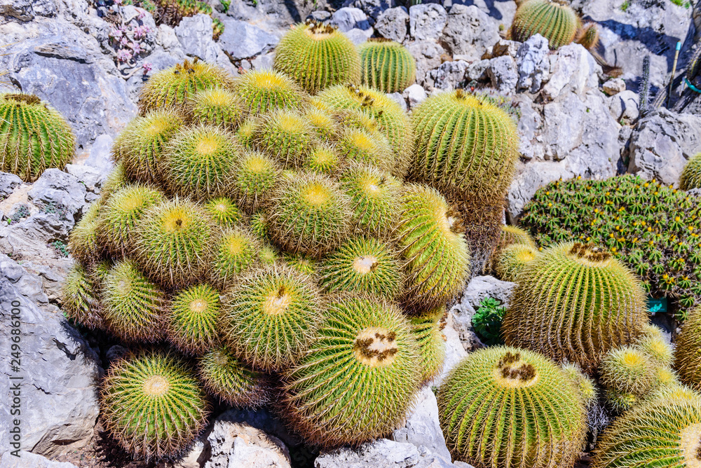 Cactuses in the exotic garden of Monaco Cactuses in the exotic garden of Monaco