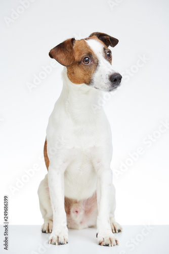 Cute Jack Russell Terrier sits on the white table with head turned to the side on the white background  © Roman Tyukin