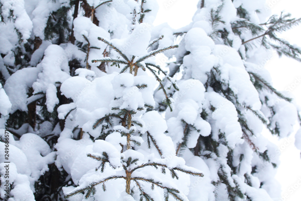 snowy fir trees in the snow