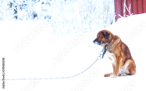 lonely dog ​​on a chain in the winter cold