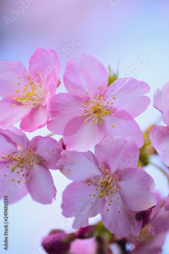 Macro details of pink Cherry blossoms in Japan