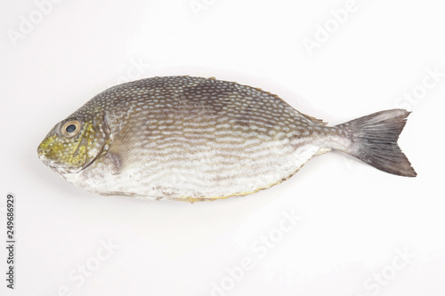 Fresh lamayo fish isolated on white. photo