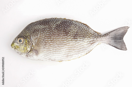 Fresh lamayo fish isolated on white. photo