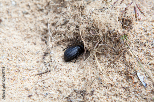 Scarabeus beetle hides in hole on the Sahara desert  Tunisia