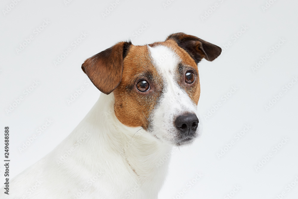Close portrait of the Jack Russell Terrier on the white background