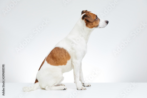 Cute Jack Russell Terrier sits sideways on the white table on the white background