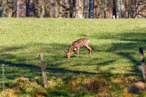 Roe deer in a meadow in early spring