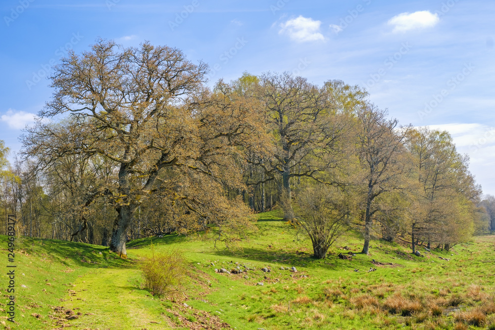 Beautiful forest landscape with lush trees in spring Beautiful forest landscape with lush trees in spring