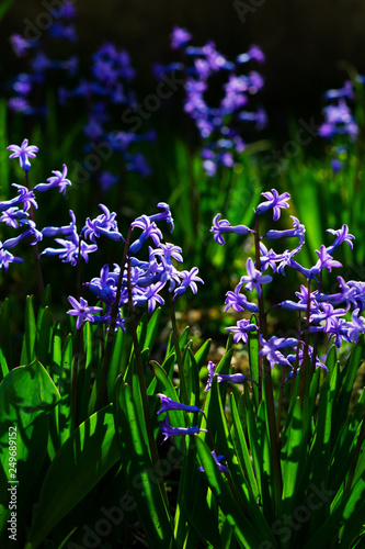 blue and purple hyacinth flowers in garden